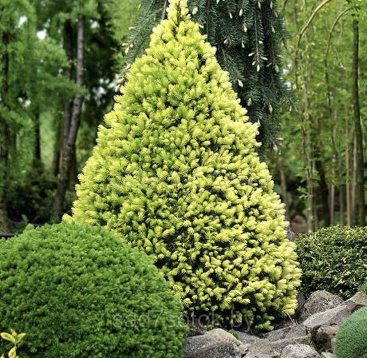 – Кішка залишається. І грошей я більше давати не буду. На продукти, речі для сина і предмети першої необхідності, комуналку скидаємося. Решта – на особистий розсуд