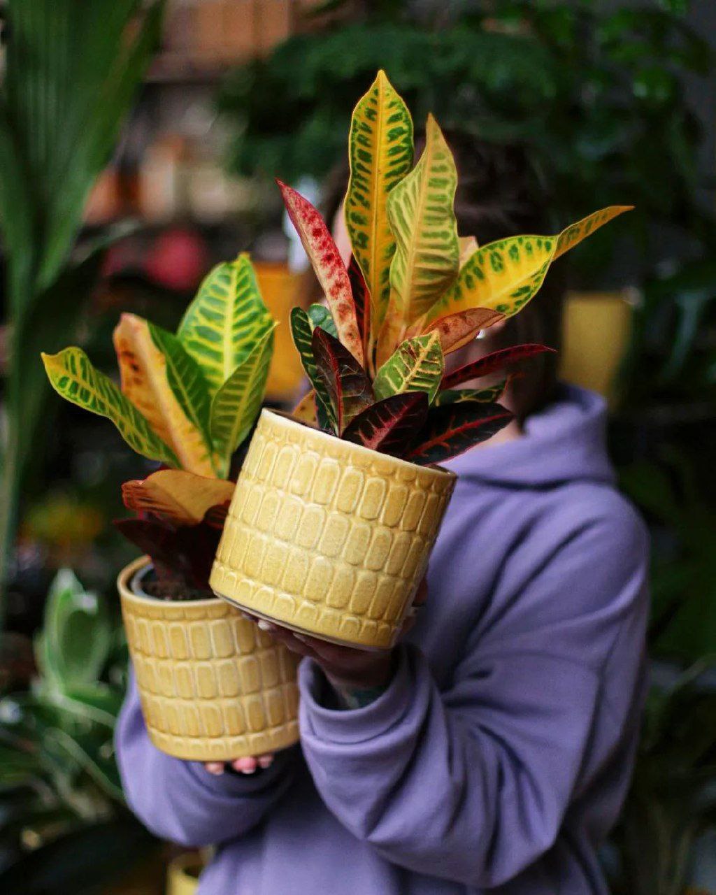 – Софіє Андріївно, теща моя дорога, матусю моя! – благав Вася телефоном. – Приїжджай до нас, будь ласка, сил моїх більше немає! – Знову у Юльки заскоки