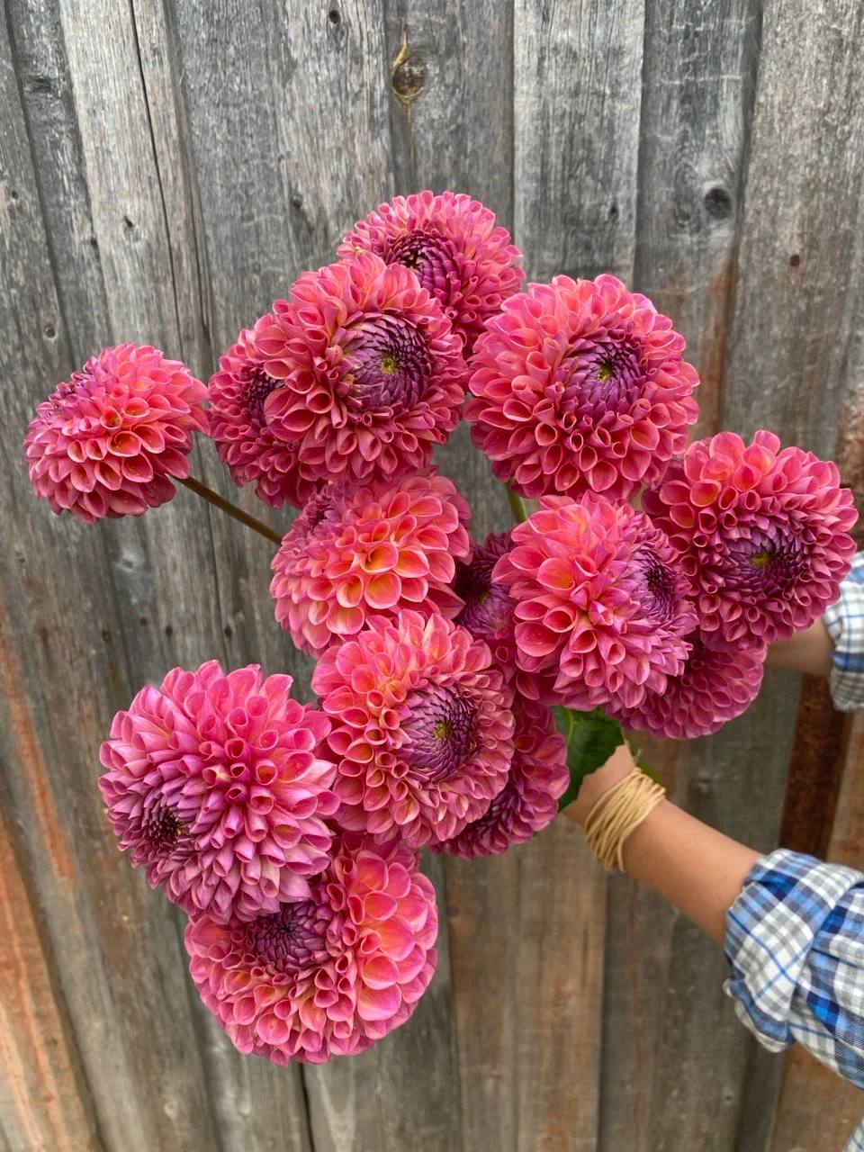 – Думав, що я погоджуся платити за будинок твоєї матері? Даремно сподівався! – Видала дружина ошелешеному чоловіку