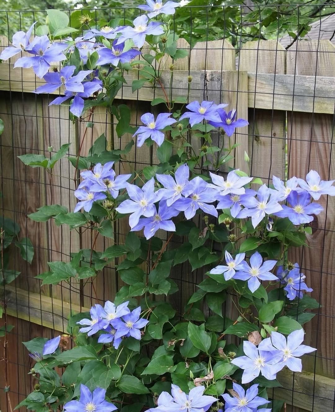 – У нього немає слабкого шлунка! – вибухаю я. – Це ви його таким зробили! Ви і ваша гіпер опіка