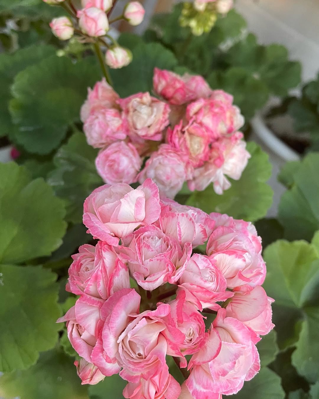 – Ну, добре! Добре! Я був у коханки. Її чоловік поїхав на тиждень. Ми скористалися. Сьогодні він повертається. Тому я повернувся додому