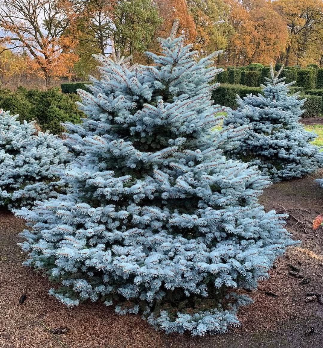 Наступного ранку, дивлячись на чоловіка, вона зрозуміла, що ідеалізоване уявлення про нього розвіялося. Тепер перед нею постав справжній Михайло — самовдоволений, егоїстичний, який використовує її для своїх цілей. Він не цінував її жертви заради сім’ї, не збирався давати їй того, чого вона хотіла від шлюбу. Гірше того, почав дорікати їй «ненормальною» роботою, хоча саме він наполіг, щоб Аля залишила кар’єру заради «збереження родинного вогнища».