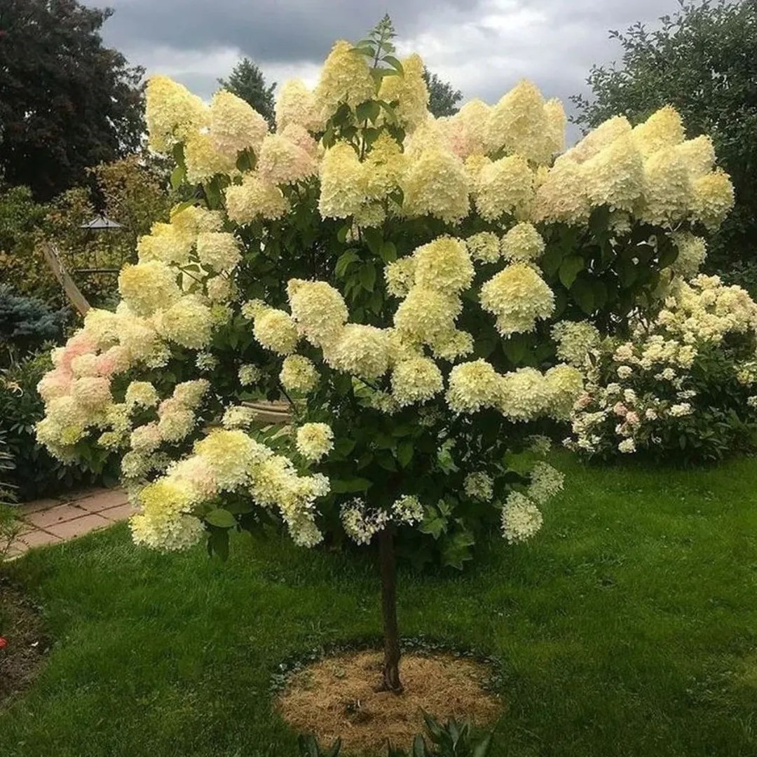 – Дякую, звичайно, але я не можу її прийняти. Адже вона все одно не мамина, а прийняти такий дорогий подарунок від сторонньої людини я не можу