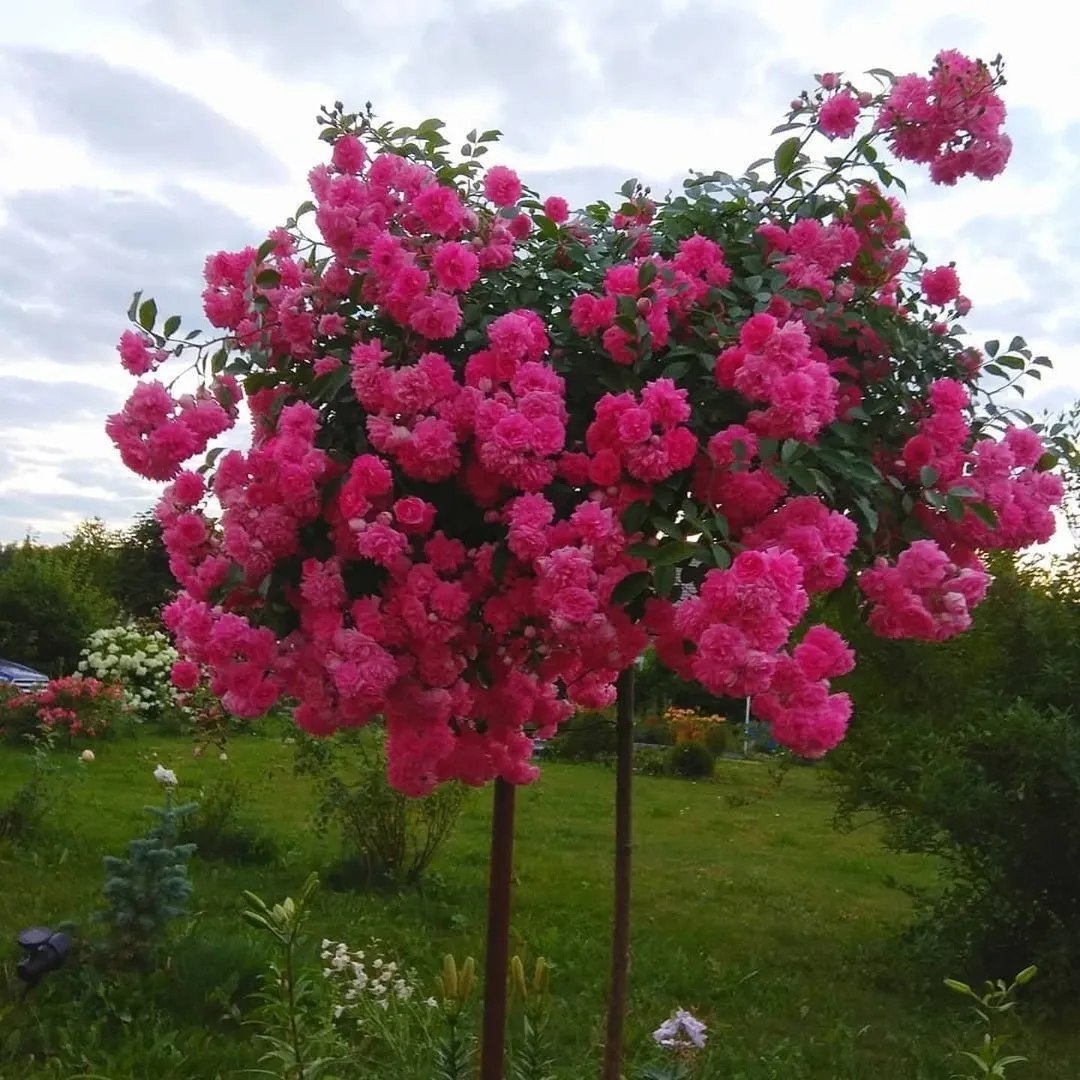 – Знайшов, синку, знайшов… Іра стояла біля порога і дивилася на своїх чоловіків, і великі сльози котилися по її щоках