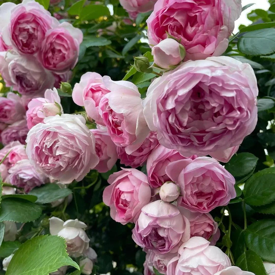 Андрію, ти класний мужик. Ну не клеїться – знайдеш іншу, – втішав товариш. А він тільки глянув у вікно. Де там “інша”? Де ще знайде ту, яка знає, як він любить каву, де в нього болить спина, коли він нервує, і як він тихо підспівує, коли миє посуд? Але як повернути те, що розсипалося між пральною машинкою, обов’язками, недосказаними словами? Вирішальною стала одна випадкова зустріч. Олена пішла в магазин і зустріла давню знайому – Лесю, яка була розлучена вже три роки