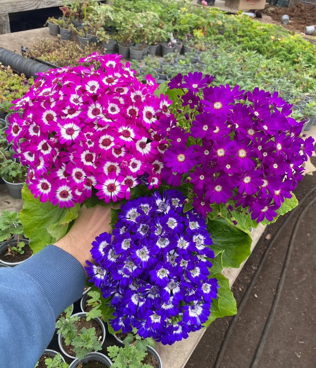 — Тітонько, візьміть кошенятко, і щастя вам буде! Кажуть, котики щастя в дім несуть! — усміхалася друга, як сонечко. Молода жінка зупинилася, важко зітхнула й зазирнула спочатку в коробку – біленька пухнаста грудочка відчайдушно просила порятунку своїм тоненьким «няв»