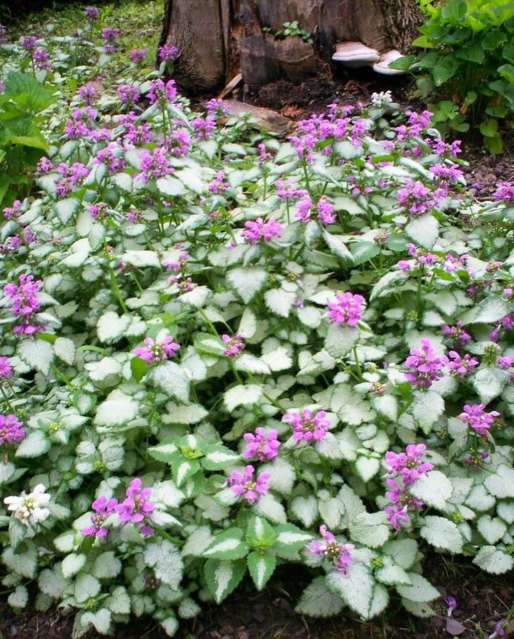 – Я переїхала, бо ви попросили! Я кинула все: подруг, дачу з тією лавкою, на якій з твоїм батьком пила чай у вихідні… Все заради вас! І що я зараз чую? Ви мене покликали, а тепер женете? – Обурилася мати