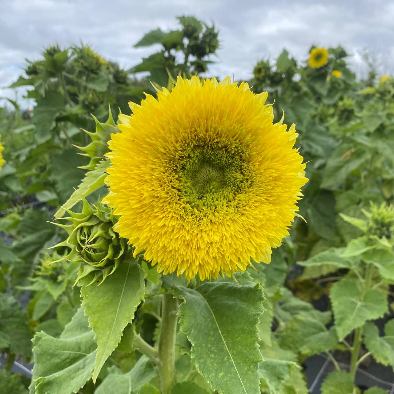 – Хочеш пів квартири відхопити? Не вийде! Ти й так жирно живеш! – Ліда явно стримувала себе, щоб не накинутися на сестру. – Я в суді доведу, що ти не гідна спадщини!
