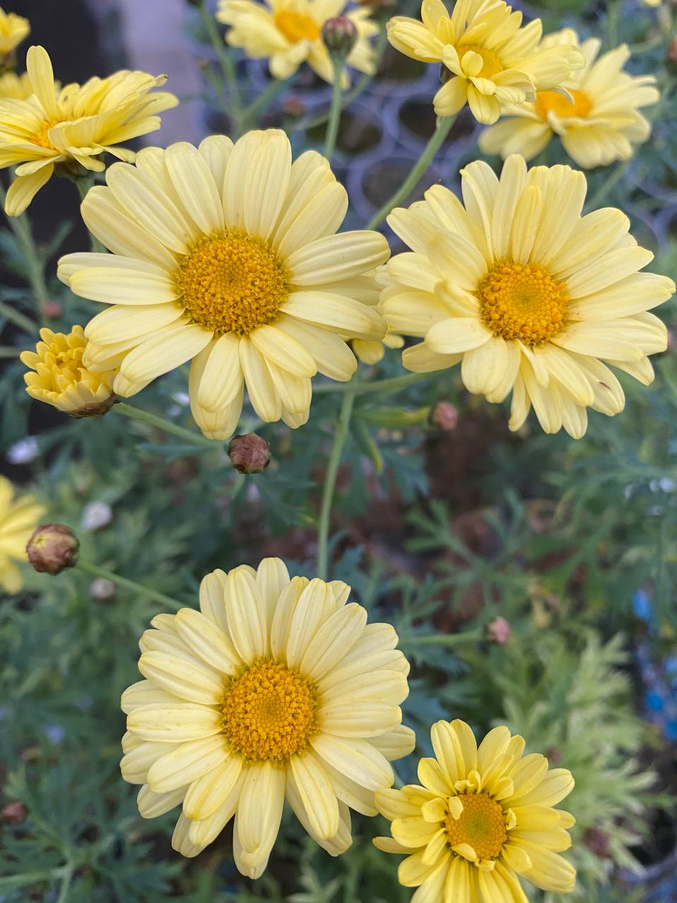 – Біжи збиратися, не бери ніяких речей, я тобі все куплю, тільки одягни якусь кофтинку, на вулиці не дуже тепло. – Алла придивилася і зрозуміла, що одяг на її дочці не новий. Дівчинка пішла збиратися