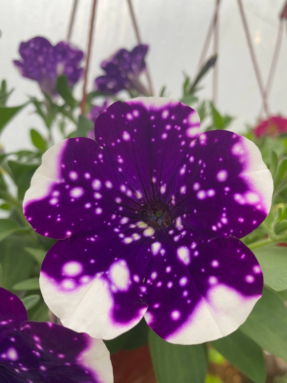 Тату, не треба було аж так витрачатися. Ну навіщо? Ти ж знаєш, що у нас все є, – Аліна ніжно подивилася на свого батька, який на хрестини онуку купив коляску за 20 тисяч гривень. Тато для Аліни був усім її світом, бо виховав її сам. Коли внук у нього народився, він не чувся від щастя, поїхав в магазин, вибрав найдорожчу коляску, і поїхав з подарунком до дітей. – Аліно, що будемо робити? Мама теж коляску купила, але ще дорожчу, ніж твій батько. Богдан покликав дружину на кухню, поки бабуся з дідусем гралися з онуком, щоб порадитися, що робити. Дві коляски їм точно не треба