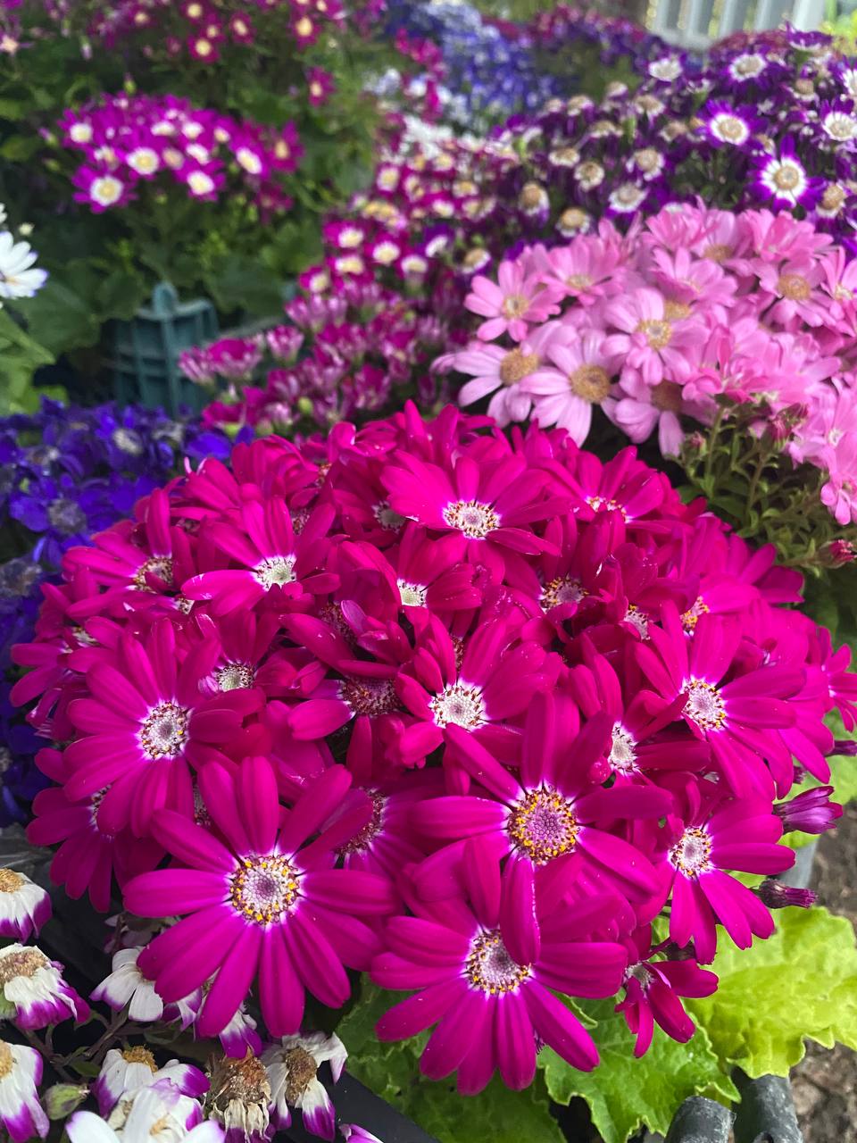 — Мамо, батько знову гуляв до ранку. Не треба пускати його додому! Давай замкнемо двері, нехай на вулиці спить… Я його боюся! Ігор дивиться на це й виросте таким же! — плакала Інна. Батько влаштував скандал посеред ночі, вона бачила, як мати отримала від нього пару «комплементів» по шиї