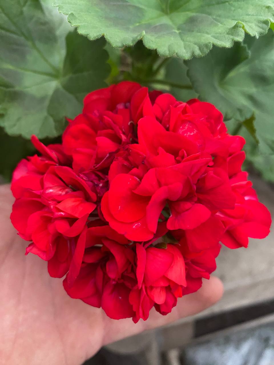 – Ну а раптом він зміниться? Зрозуміє, до чого довело його ставлення, зрозуміє, що я не жартувала, коли говорила про розлучення, – не повертаючись, говорила Яна, і спина її тремтіла від схлипів