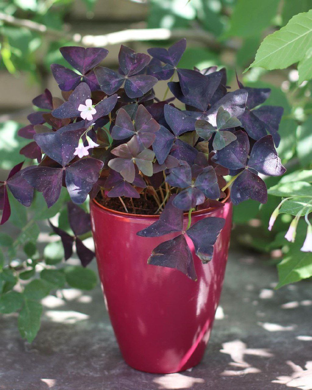 – Ідеш? Ну і вали куди хочеш, – сказав Віктор. Він і не подумав, що цього разу дружина піде назавжди