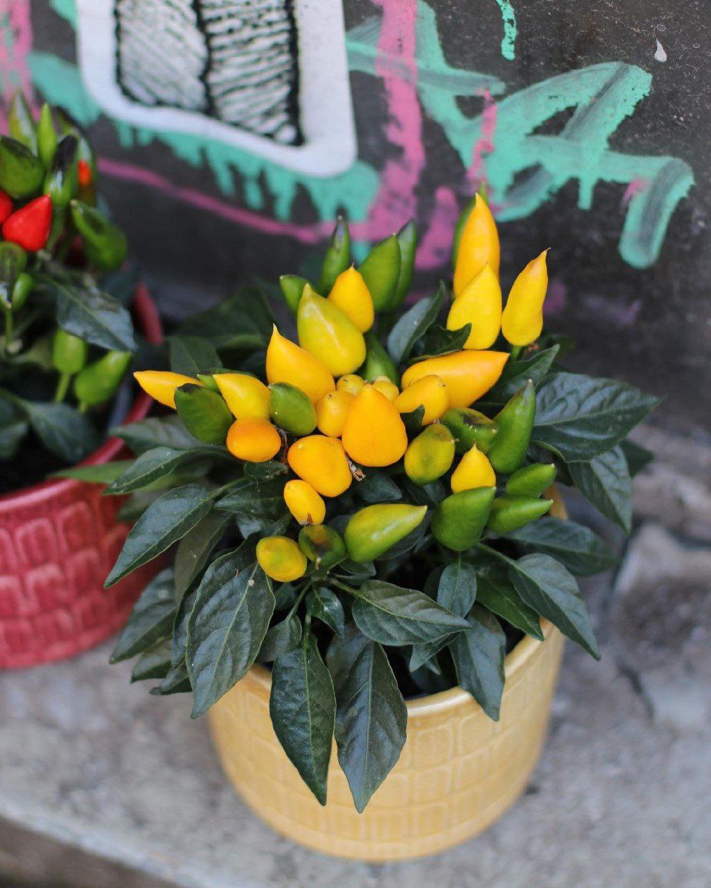 Я одразу попереджаю, що мені ніякої спадщини не треба, ні на що претендувати не буду. Я тут собі зароблю. Ти доглядай — ти собі її майно й забирай. Катя усміхнулася: з майна в бабусі був тільки старенький будинок, шість курей і коза. Живність продали сусідам, а будинок Катя зачинила