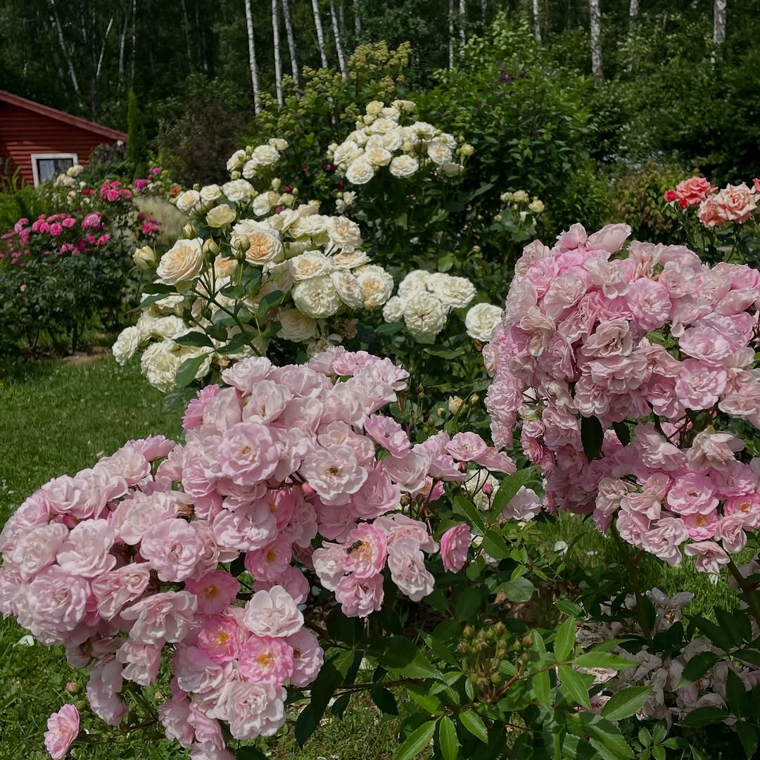 Мені 54 роки, пенсії у мене немає і не буде, оскільки я ніколи не працювала. А син замість того, щоб увійти в моє становище, порадив мені влаштуватися кудись на роботу, бо йому дуже потрібна квартира, яка дісталася мені від колишнього чоловіка і яку я здаю квартирантам. Син зовсім не думає про мене. Він прекрасно знає, що здача квартири – це мій єдиний дохід, і що в 54 роки роботу собі я знайти не зможу. Але сина не цікавить, як я тепер буду жити