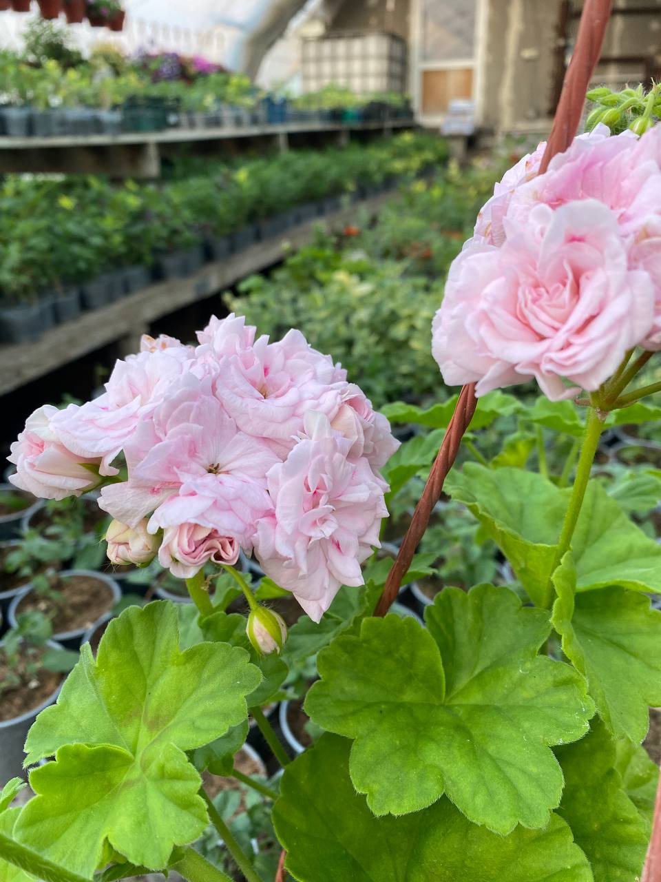 — Твою маму відправимо в будинок для літніх людей, мою заберемо до себе, — оголосив чоловік. І дружина, і теща приголомшено переглянулися