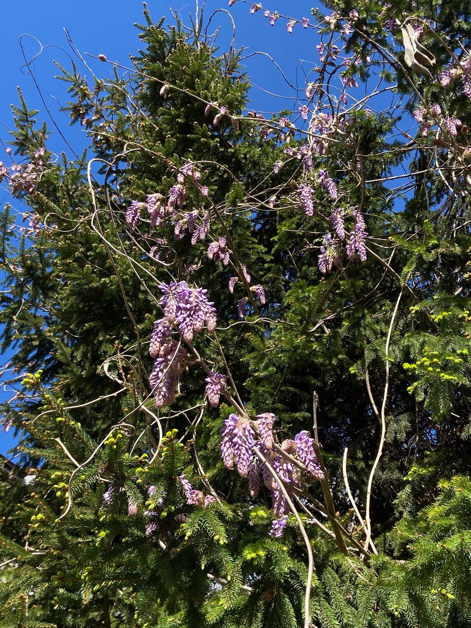 – Ти моя дружина, а значить маєш поводитися і піклуватися про мене так само, як і моя мати! І це не обговорюється більше! Зрозуміла мене