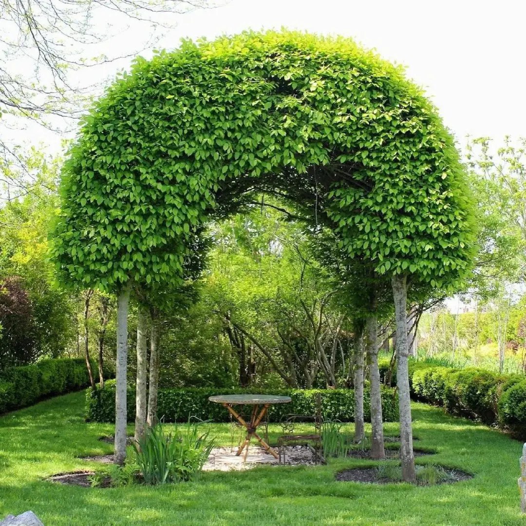 Родина вирішила прихистити літню тітку з села, навіть не уявляючи, до чого це призведе