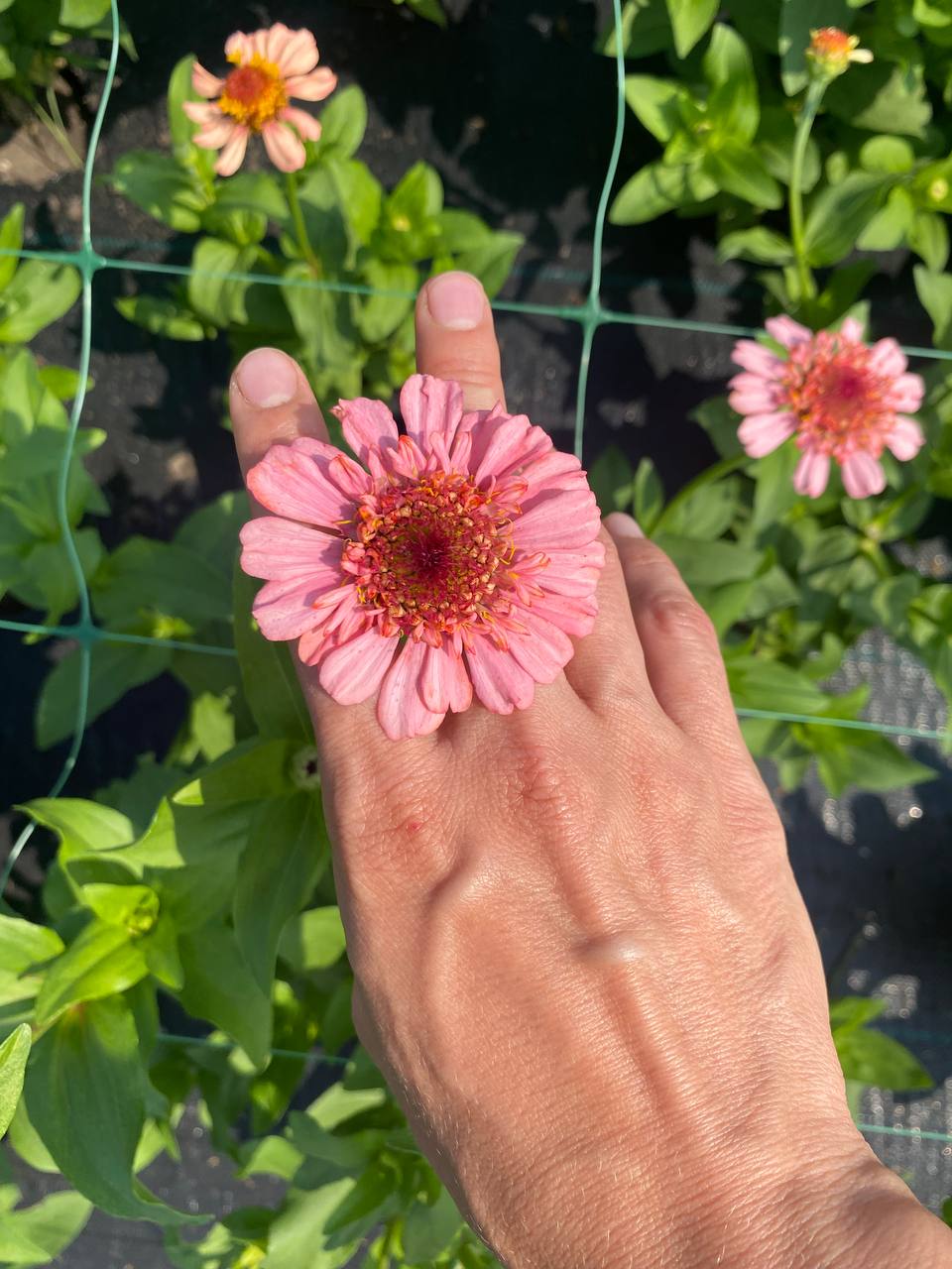 — Брат сказав, що ми можемо зупинитись у вас на тиждень. Ти ж не проти?