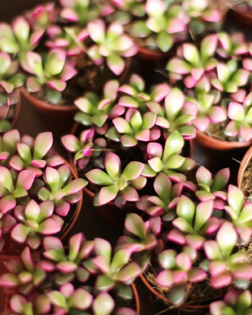 Чи не здешевила я, сказавши, що тисячу на день