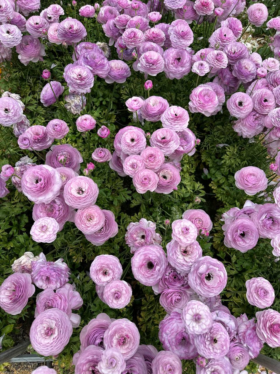 Не про таке життя я мріяла, – подумала Марина, оглядаючи своє теперішнє життя, але тут же себе зупинила – вона любить Олексія, і у них все буде добре, а це – тимчасово. Коли Марина вийшла заміж за Олексія, їй здавалося, що вона потрапила у зовсім інший світ. Село, старенька хатина, корови, городи – усе це було незвичним після міста, де вона виросла. Але вона щиро кохала свого чоловіка і вирішила – буде вчитися жити по-новому. Та одне її лякало найбільше – свекруха