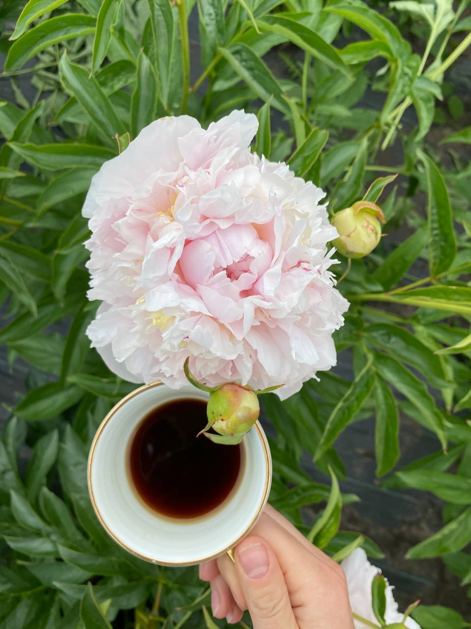 Я не знаю, як у мене там на чужині складеться, тому і хочу, щоб батьки свій будинок на мене переписали, – заявила нам усім моя молодша сестра Ольга, коли приїхала в гості і всі ми зібралися за родинним столом. Батьки мовчали, я теж, але ні їм, ні мені не подобалася пропозиція Ольги, проте спробуй їй лише заперечити. Ми всі добре знали її запальний характер, вона якщо вже щось вирішила, то її переконати просто неможливо. Мова йде про добротний двоповерховий дім, його батьки будували чи не все життя. Тато їздив по заробітках, і всі гроші вони вкладали в дім. А тепер ми з чоловіком ще й за свій кошт в ньому капітальний ремонт зробили, то взагалі – не дім, а цукерочка