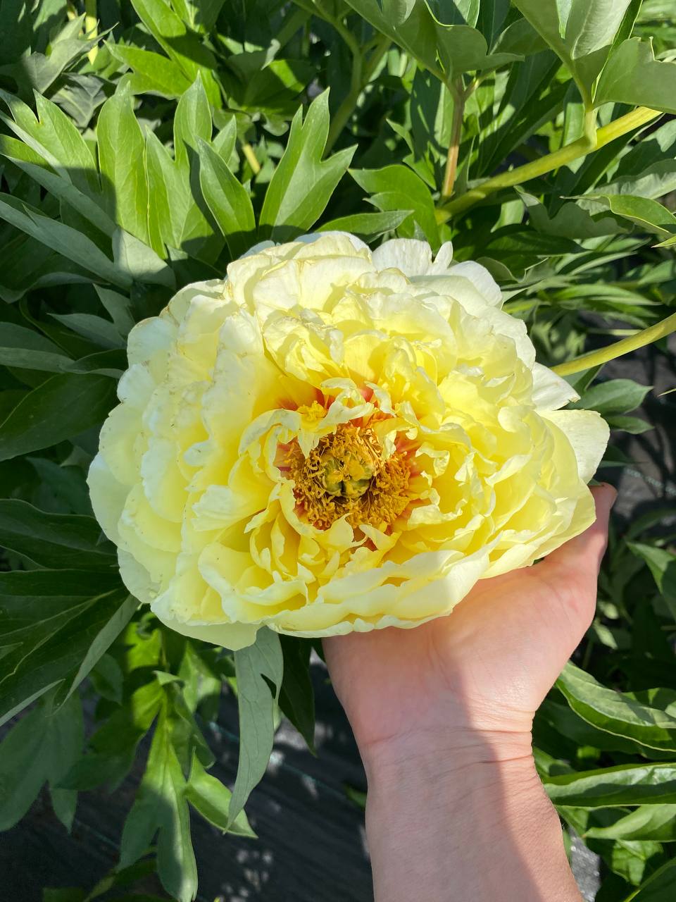 Пропонувати дружині роздільний бюджет – ставити жирний хрест на сімейному житті! Якщо ви до цього не готові – не починайте нести нісенітницю, бо програєте…