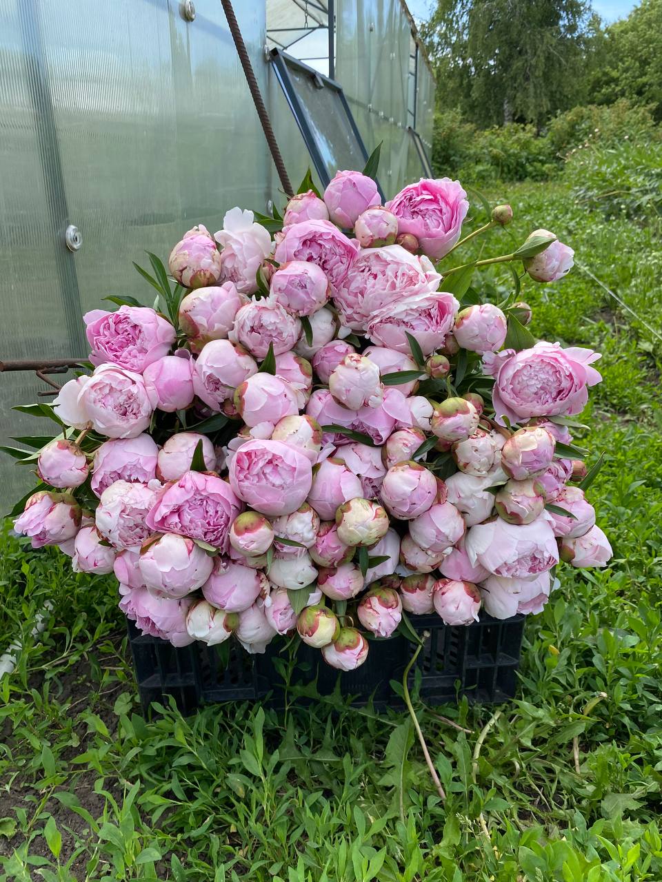 – До тебе сьогодні приїдуть Коля та Настя. З ними ще будуть діти: Віка – їй одинадцять років – і Микита – йому дев’ять, – видала тітка Рая. – Це ви так вирішили? Та я їм навіть двері не відчиню…