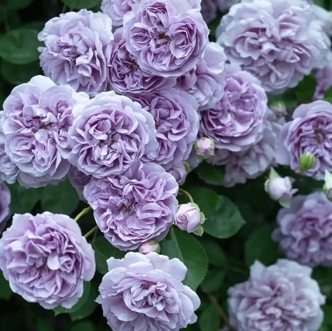 – Папери про розлучення він тобі не підпише! – за дверима почувся голос свекрухи. – Живи, де хочеш, поки не одумаєшся