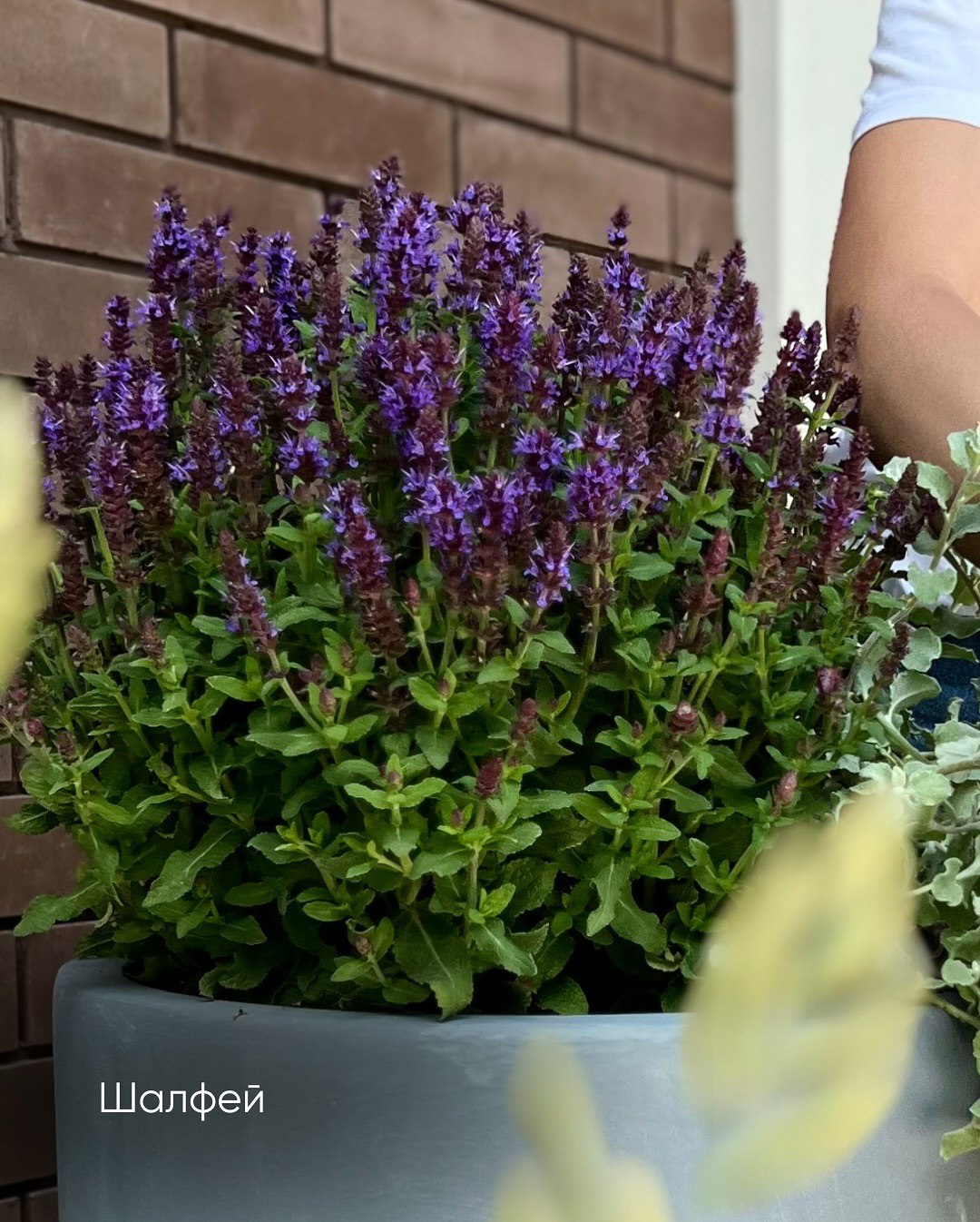 – Добре, розлучення так розлучення, – відповіла дружина без емоцій, але сама собі ледь помітно посміхнулася