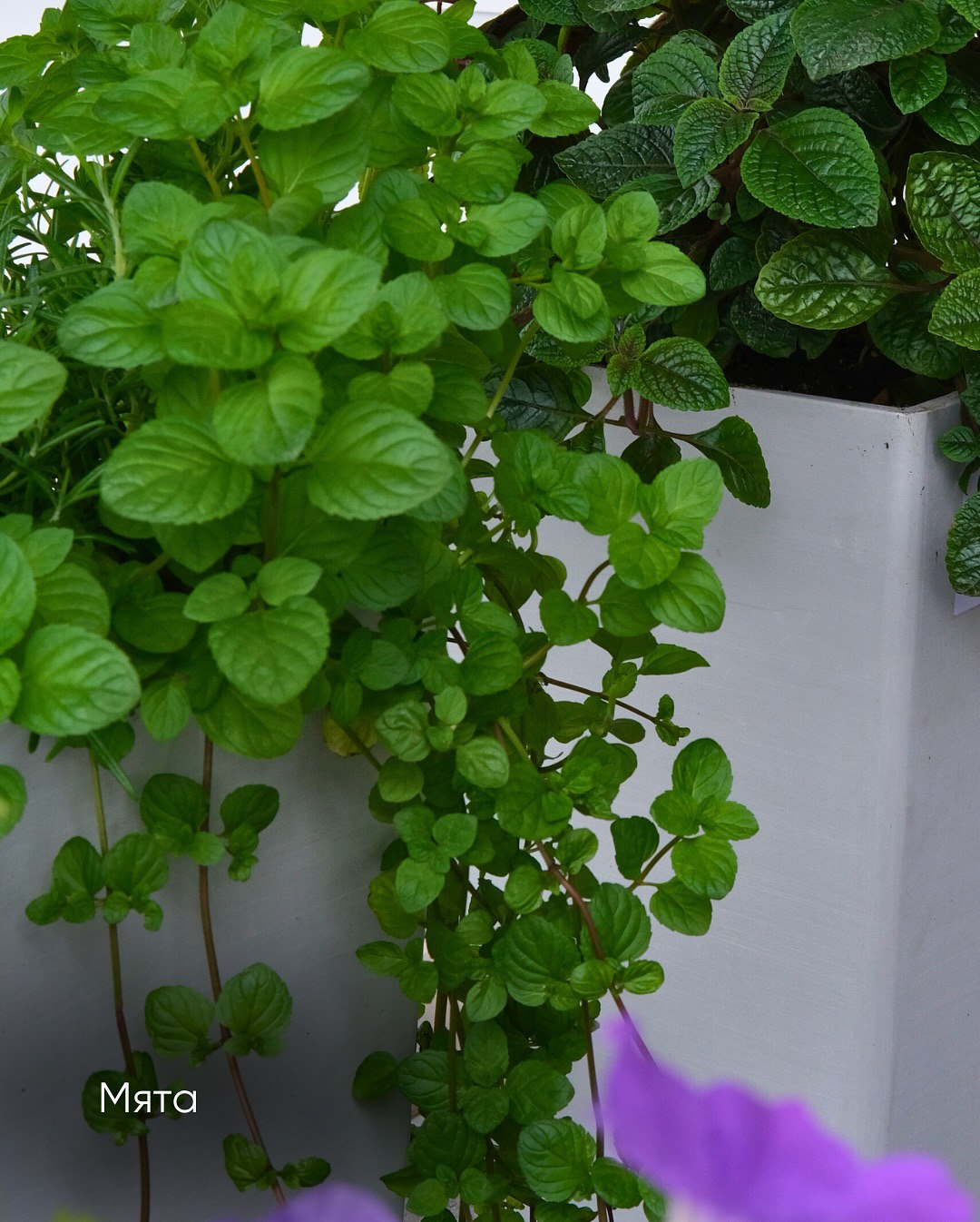 Разом із Михайлом вони закрили хвіртку, так і не впустивши непрошених гостей. Ларисі з Гришею не залишалося нічого, крім як поїхати додому