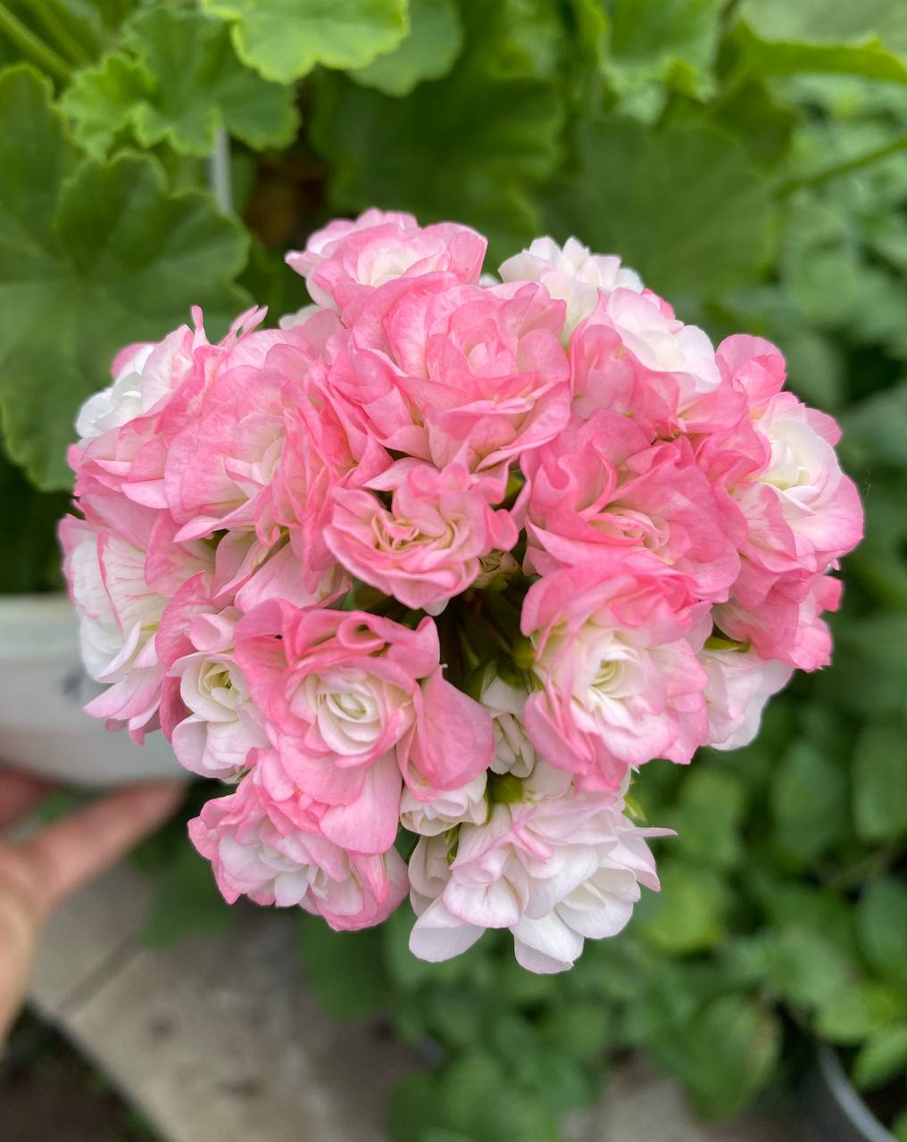 -Тільки дочко, до лікарні я не поїду. Піду я вже, мене внук чекає, я йому грошей маю принести, а то вижене нас зовсім на вулицю, та й на кого я котика свого залишу?