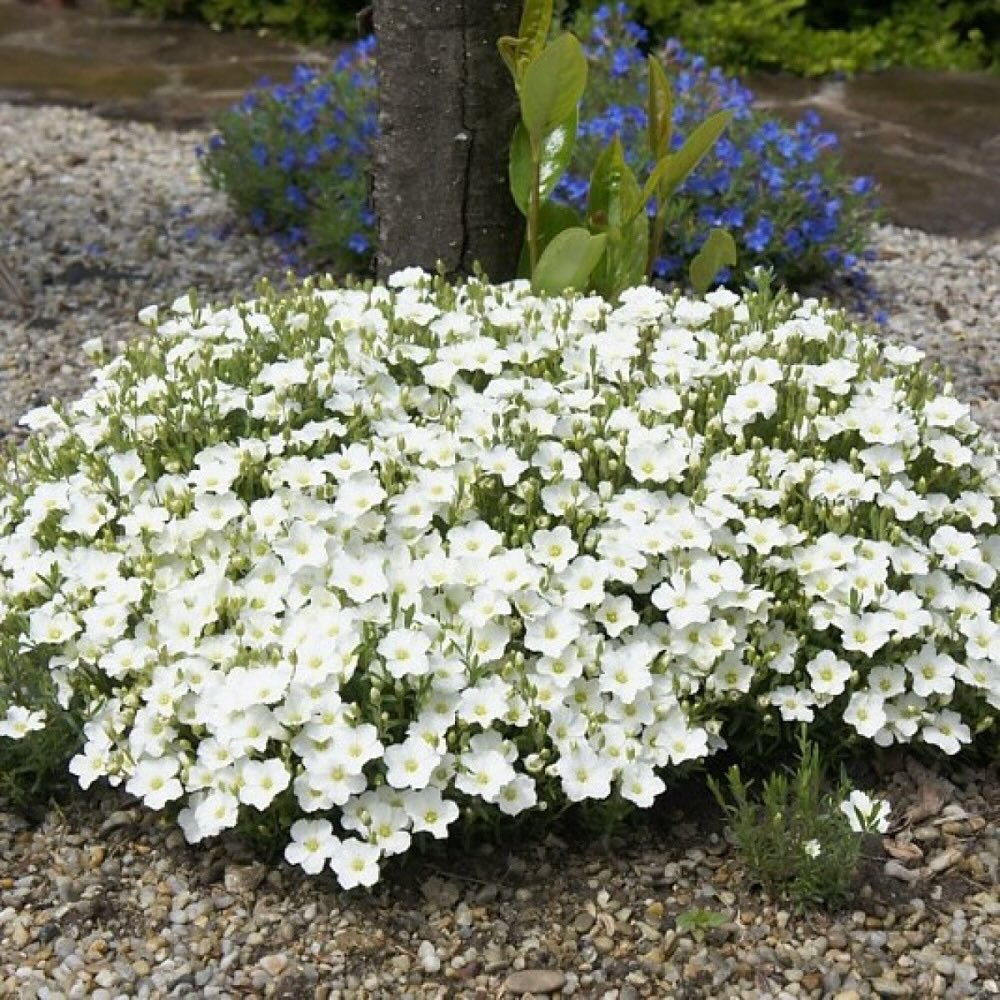 Вікторіє, з нашою мамою щось не так, я це відчуваю, – Тетяна не знаходила собі місця. – Не вигадуй. З чого ти це взяла? Я вчора з мамою говорила, і вона сказала, що з нею все добре, – здивувалася Вікторія. – Як ти не розумієш, в тому то і справа. Якщо мама каже “Все в мене добре”, це означає, що насправді все навпаки, – ділиться своїми думками Тетяна. Мама дівчат, Марія, вже 8 років на заробітках в Італії. Поїхала вона за кордон заради своїх доньок, бо хотіла їм допомогти