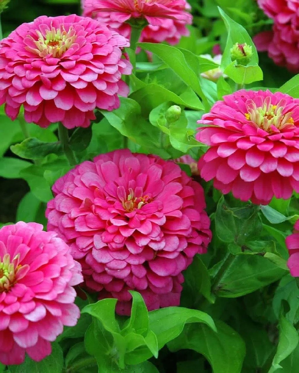 Якщо ти вважаєш, що твоя мама права, то можеш хоч зараз іти до неї, я тебе не тримаю, – з певною ноткою образи в голосі сказав Любомир. Світлана дивилася на нього розгубленими очима, вона вперше бачила свого чоловіка таким. Він був наче сам не свій. – Але ж я просто сказала, що не вважаю доцільним вкладатися у будинок твоїх батьків. І моя мама так вважає. Любомире, сам подумай. Це великі гроші, вони нам ще пригодяться, а тут ми точно жити не будемо. Світлана глянула на свого чоловіка, підійшла ближче, в надії, що він її зрозуміє, адже саме так завжди і було. Та цього разу погляд Любомира був чужим і холодним