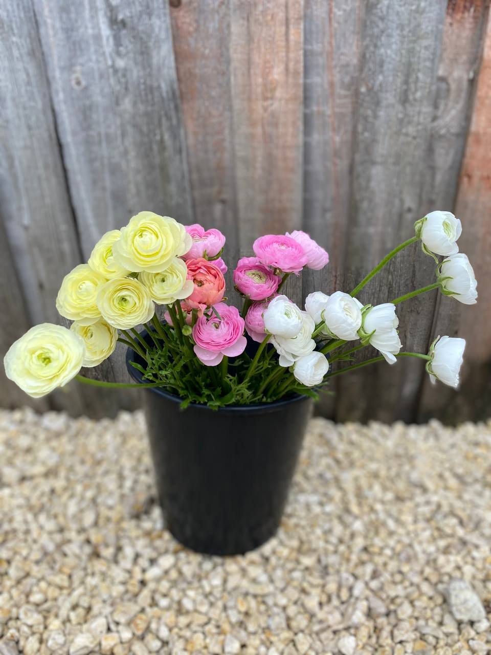 Добре тобі, Ганно, твої донечки мирно живуть, ніколи між собою не сперечаються, – якось зауважила сусідка, в якої на подвір’ї діти завжди зчиняли галас, бо вічно щось поділити не могли. – Так, мої дівчатка – золоті, я ними дуже тішуся, бо коли діти живуть у злагоді, для батьків то велике щастя, – Ганна, яка все життя нездужала, щиро тішилася тим, що її дочки так між собою мирно живуть, і точно підтримають одна одну, якщо що