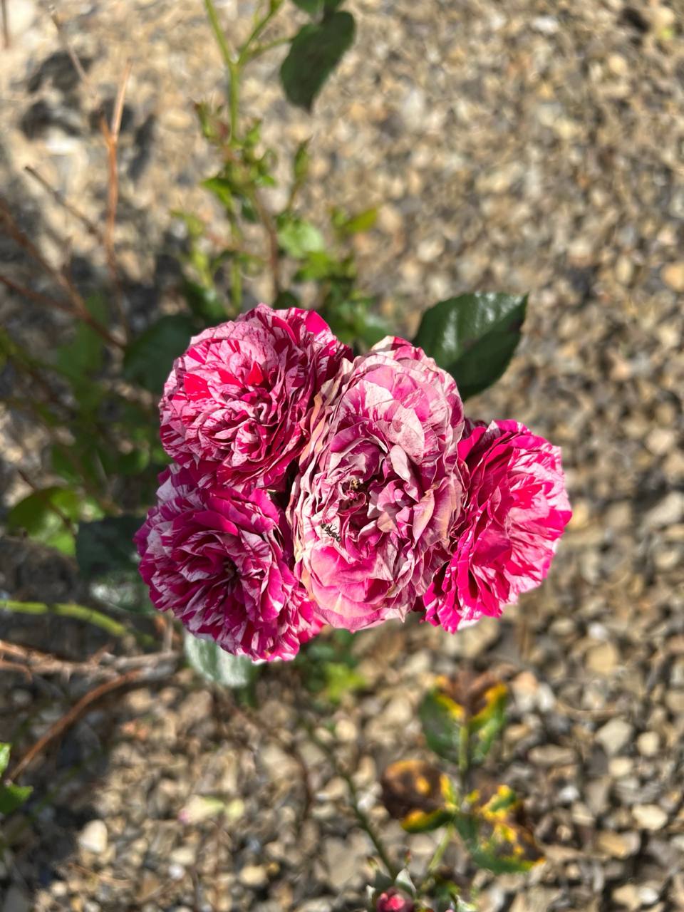 – Ти ж здаєш квартиру? Віддай її племінниці, їй же важко! – Нахабно заявила сестра