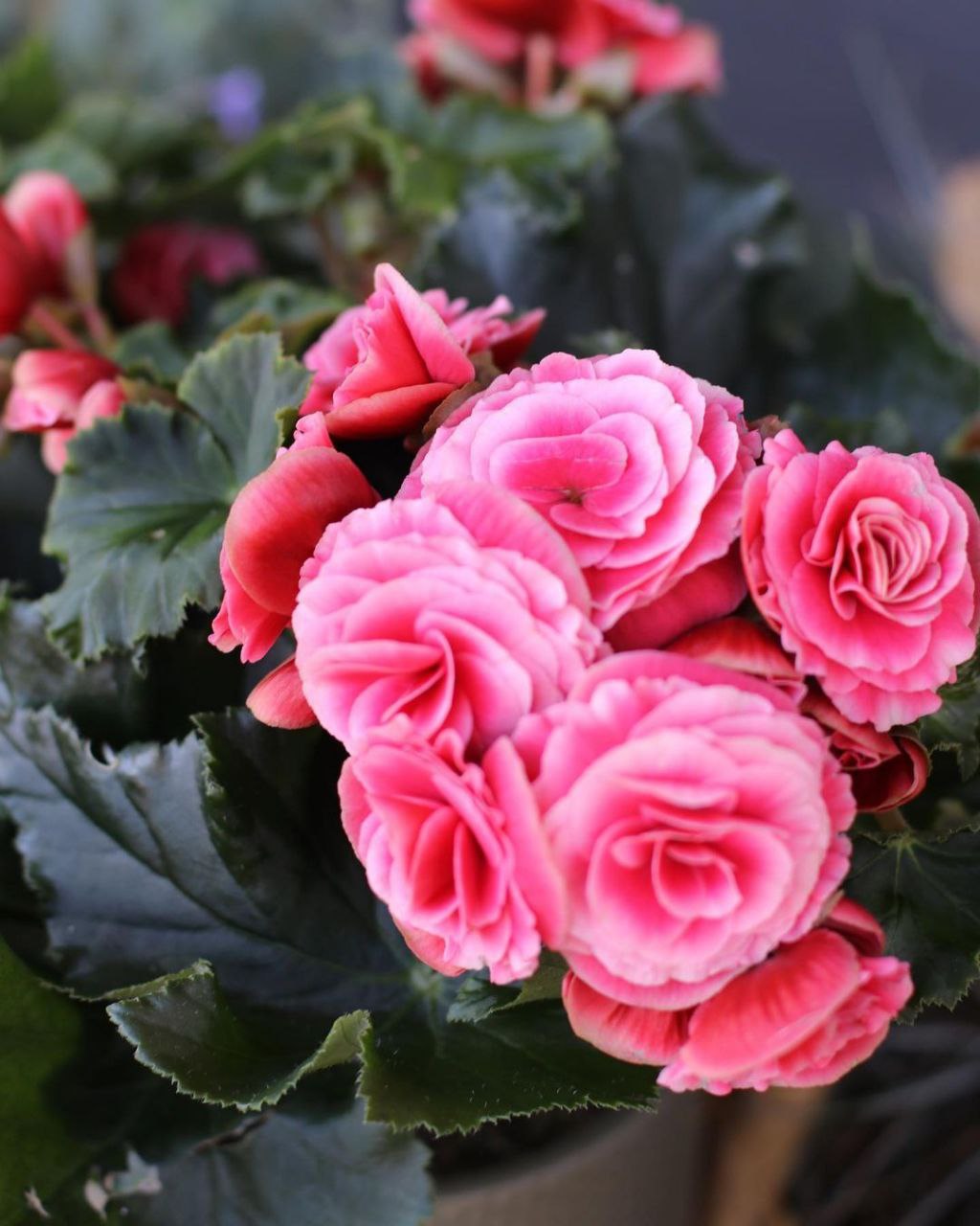 – Треба ж! Хто б міг подумати, що ти мені воскресиш маму! — звертається Ліда до кота. — Ангел, ангел мій ти мій добрий!