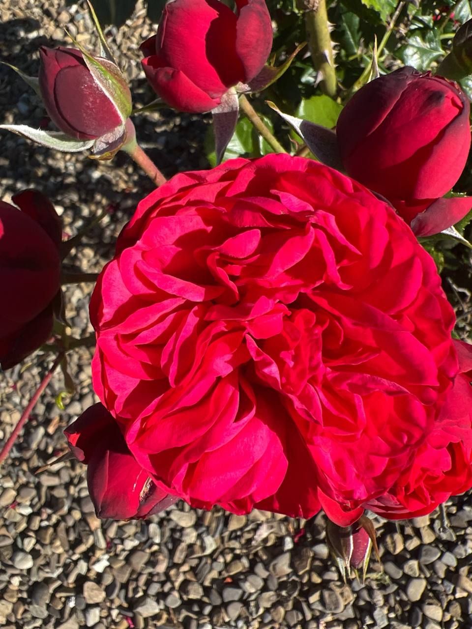 — Чуєш, негідниця! Моїй сестрі жити ніде, а ти зібралась квартиру здавати?!