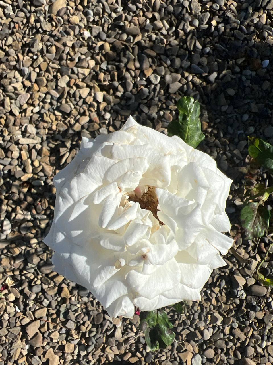 – Ти навіщо взагалі мені дзвониш?! Хочеш мою згоду на продаж квартири отримати? Не дочекаєшся! – Зла ти, доню. Не можна так із матір’ю, – сумно промовила Дарія Василівна, – щастя не буде… – Ти що, мені загрожуєш? – Факт констатую…