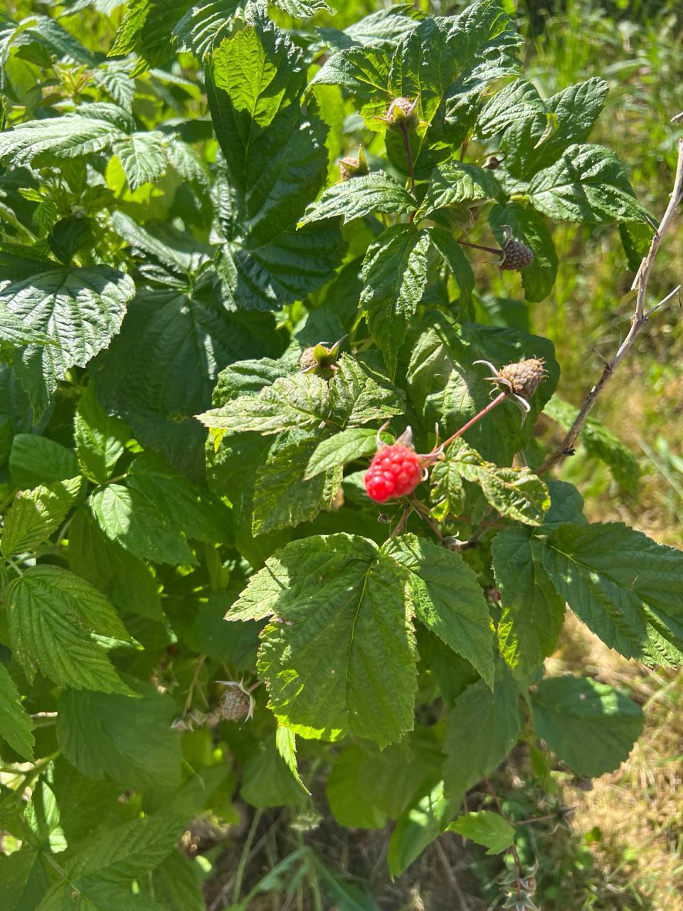 – Мамо, можна я до вас приїду на свята? – Це, я думаю, не дуже доречно. – Я буду тихою, як мишка. – Але у Дані чуткий слух… І він не дуже любить, коли ти приїжджаєш до нас. Дочко, тобі в гуртожитку буде краще…