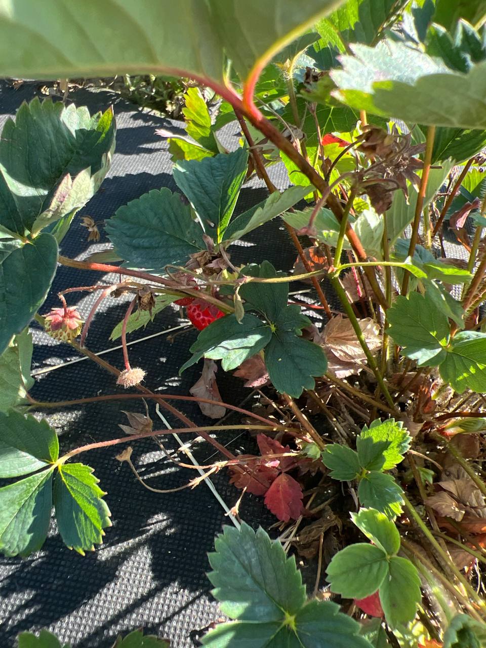 Так склалося, що у Стефанії було два шлюби, доля така, проте на старість жінка залишилася самотньою, останніх кілька років доживала в своїй хатині на краю села. Перший раз вона вийшла заміж за Івана, він був родом з сусіднього села, а до них на вихідні приїжджав, бо приятелював з кількома хлопцями, серед яких був і брат Стефанії. Сподобалася йому дівчина, от він і став приділяти їй знаки уваги, а згодом і заміж покликав. Та недовго їм разом судилося бути