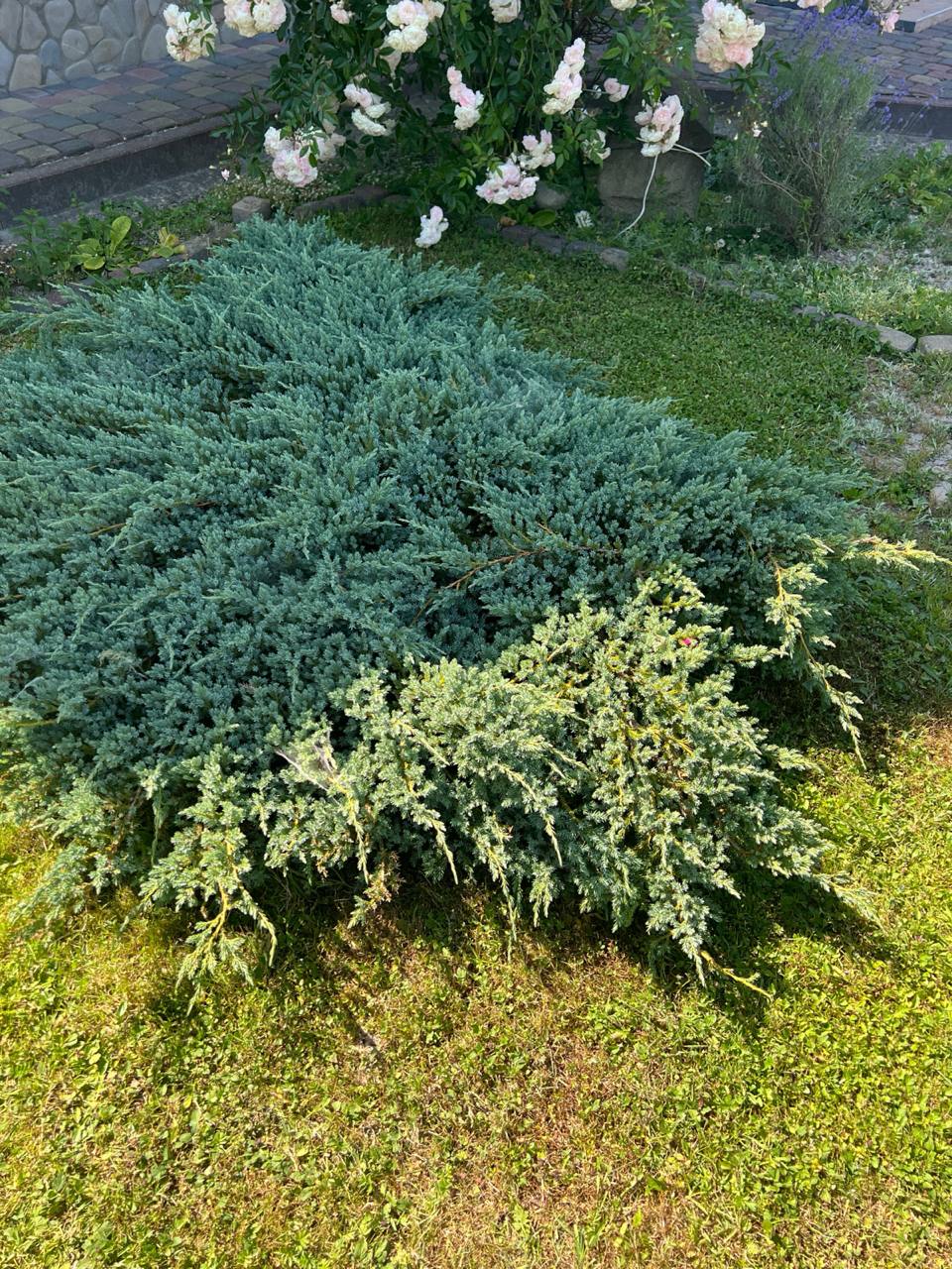 Чи не здешевила я, сказавши, що тисячу на день