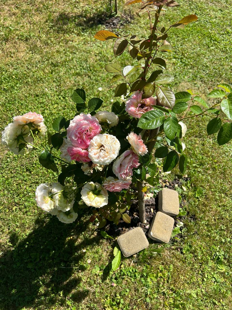 Синку, але ж у мене ювілей не кожного разу. Як ви не приїдете? – Оксана неабияк засмутилася, коли син в телефонній розмові повідомив, що у нього зовсім інші плани. – Мамо, ну чого ти ображаєшся на рівному місці, і не можеш нас зрозуміти. У нас інші плани. Ми не зможемо приїхати до тебе на свято, занадто багато роботи. А потім Маргарита захотіла в Буковель їхати, ми вже навіть готель забронювали. Син ще продовжував щось у слухавку говорити, але Оксана його не чула, бо не могла зрозуміти, чому рідний син її уникає