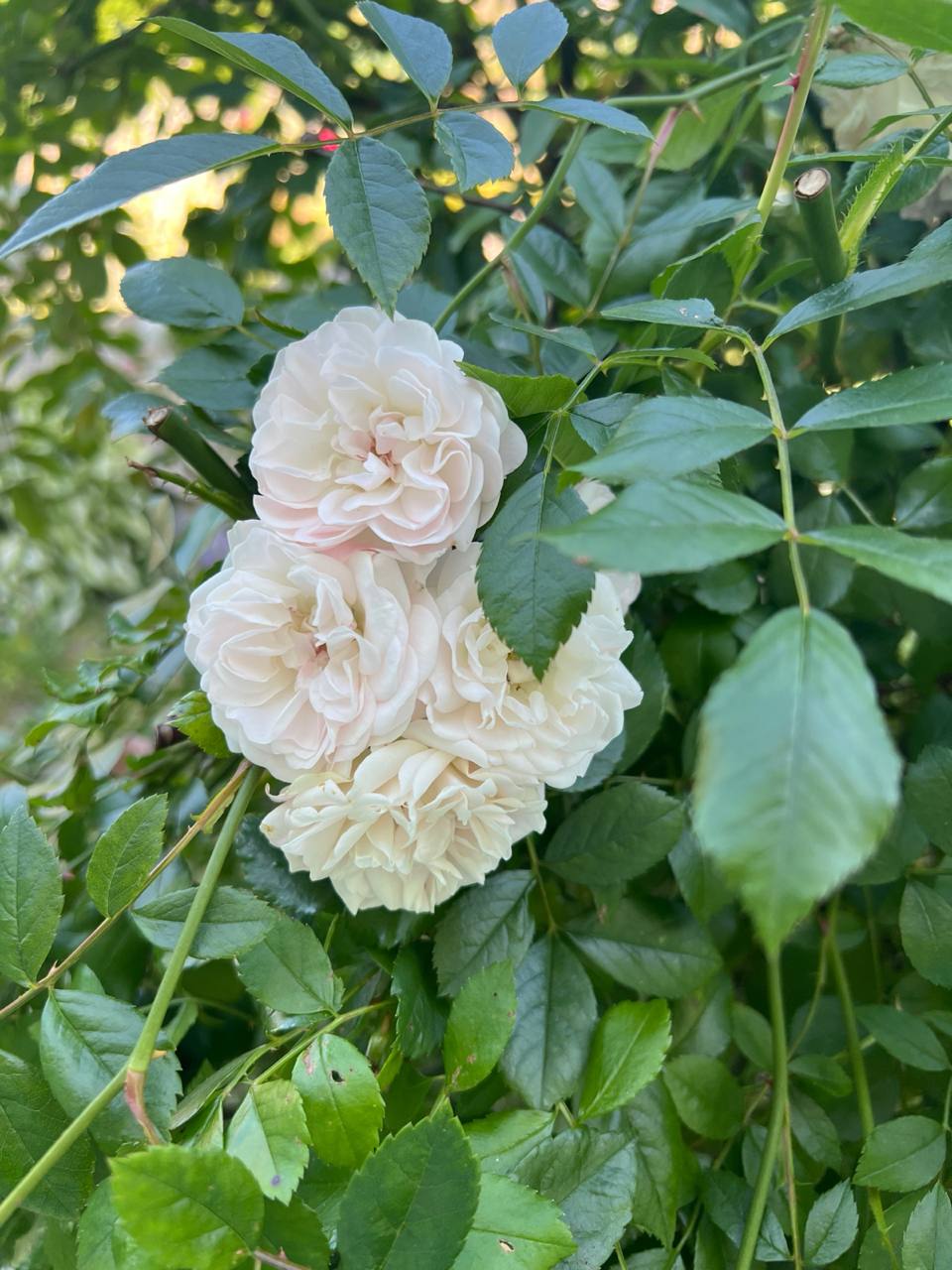 – Мамо, куди ти? Треба ж спочатку будинок для літніх людей знайти, документи оформити… – почав перераховувати Євген. – Я вже все зробила, не маленька. Цього ж дня Лариса Олександрівна зібрала речі та викликала таксі. І такий сюрприз піднесла невістці…