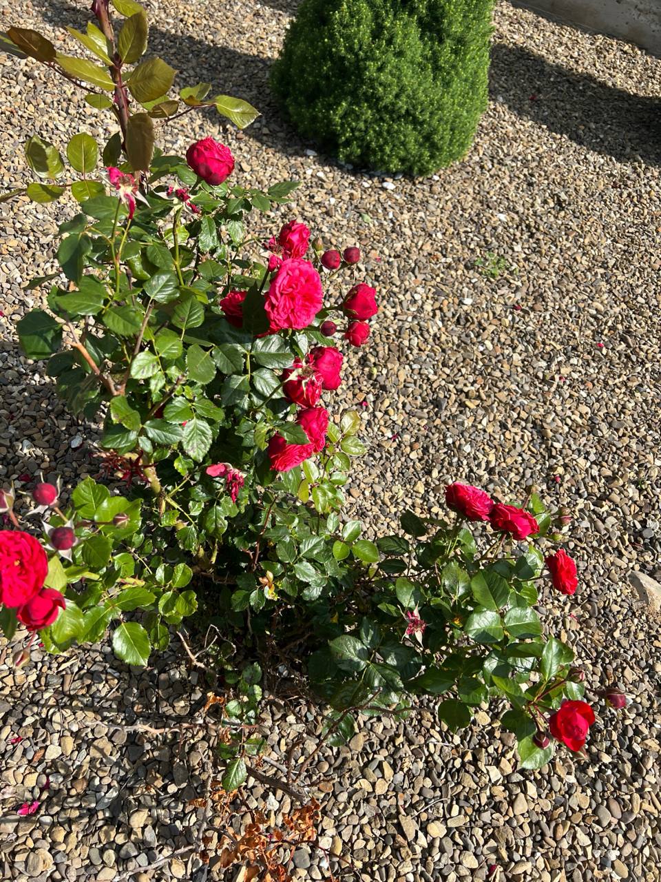 – З цього дня, їсти будете на вулиці! – Даша не витримала натиску нахабних родичів