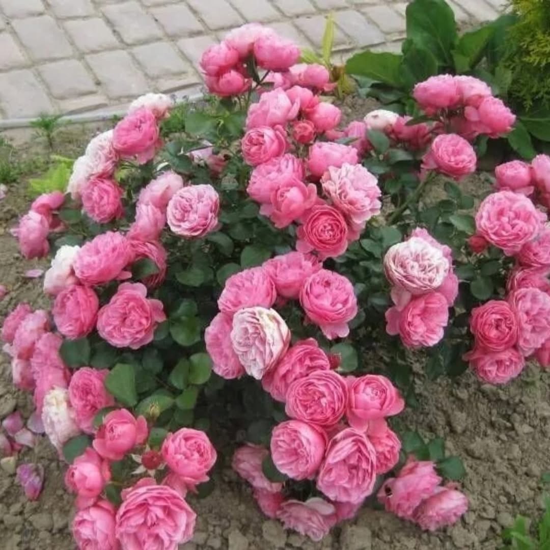 Ігор рушив додому, уявляючи, як побачить набундючену дружину, яка демонстративно займатиметься сином і кішкою, ігноруючи його