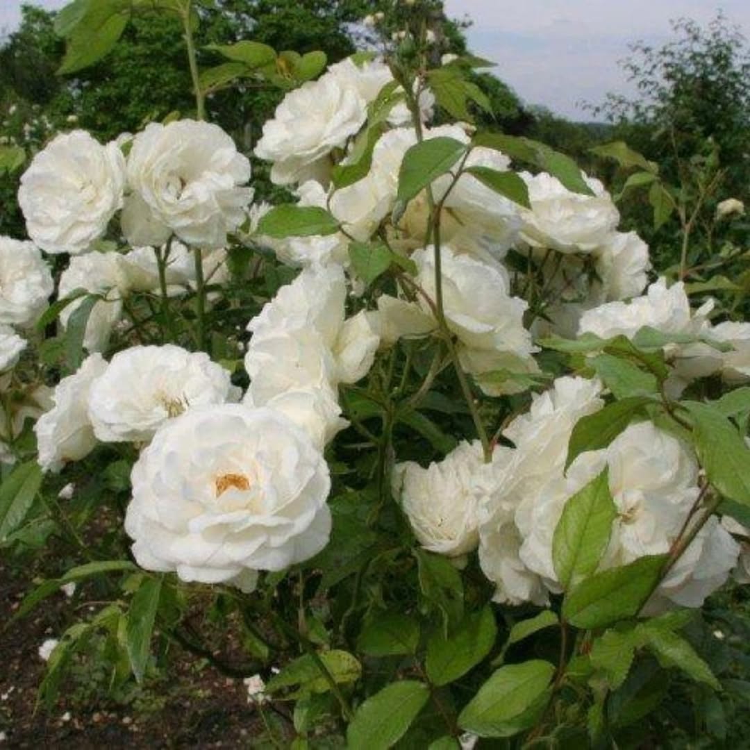 Катерина завжди була з тих жінок, про яких кажуть: «Золота». Не через прикраси – бо їх  вона не носила. А через свою доброту, яку віддавала до останку – спочатку батькам, потім чоловікові, потім дітям. – Мамо, а ти чому собі нічого не купуєш? – якось спитала менша, Христинка. – А я вже все маю. Головне – щоб вам було добре, – усміхнулась Катерина, але десь глибоко в душі її це зачепило