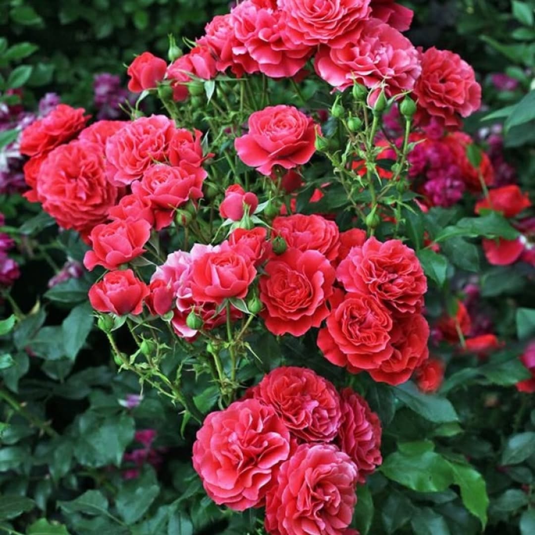 Собака не людина, але людські емоції йому не чужі. Хто вважає інакше, у того собаки просто ніколи не було