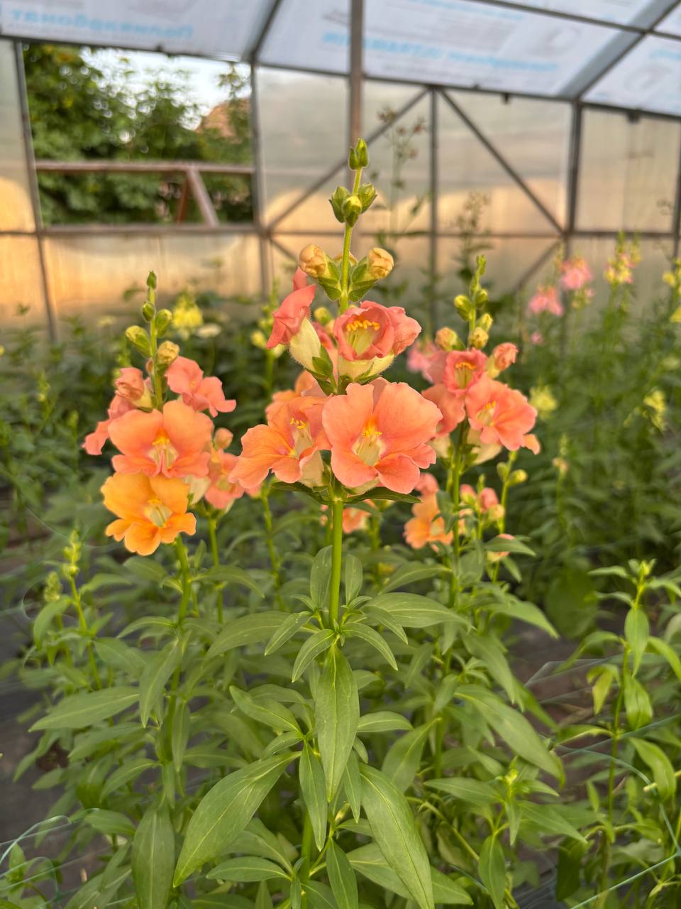 Одного “прекрасного” дня Вероніці на роботу зателефонувала схвильована сусідка, яка повідомила дуже неприємну новину. – Десять хвилин тому я бачила з вікна, як Поліна вибігла з під’їзду. З великою валізою та парою сумок. Я ще тоді здивувалась, як вона змогла все донести… але це не важливо! Важливо те, що вона з собою не взяла Андрійка! Я чую, як він плаче, але вдіяти нічого не можу! – Поліна точно не поверталася, – здивована жінка міцно вчепилася в телефон. – Точно! Я від вікна ні на мить не відлучалася!