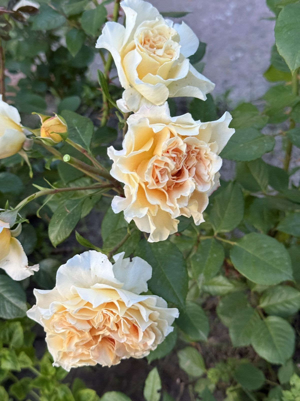 Як ти могла, мамо? Тепер гості будуть не про весілля говорити, а про тебе, – картає мене моя дочка. – Зачекай, доню, перш, ніж мене засуджувати, давай розберемося – що я не так зробила? – мені настільки не сподобався тон доньки, що я вирішила почати з нею серйозну розмову. Моя єдина донька Марта заміж виходила, заради її весілля я повернулася з Італії. Приїхала я не з пустими руками, привезла гроші, оплатила весілля, але все одно не вгодила